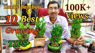 Lucky Bamboo Caring Tips [upl. by Bayard]