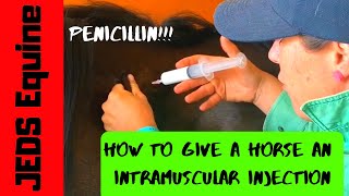 HORSE INTRAMUSCULAR INJECTION  HOW TO  PENICILLIN  JEDS Equine  Vet How To [upl. by Ahsirpac]