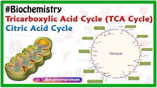 TCA cycle or Krebs cycle Animation  Biochemistry [upl. by Fabi]