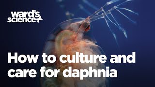 Caring and Culturing for Daphnia [upl. by Llevrac97]