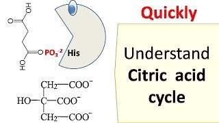 Krebs cycle [upl. by Maillw]