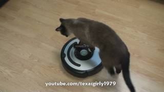 Cat shows HOW TO use iRobot Roomba Vacuum [upl. by Rehpotsirk75]