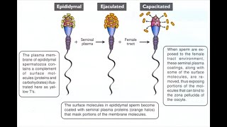 Differences between Capacitation and compaction in embryology [upl. by Luz]