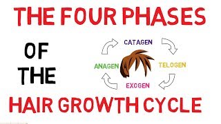 Understanding The Hair Growth Cycle  Adam Explains [upl. by Olrak]