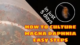 How to Culture Magna Daphnia Easily [upl. by Lotty296]