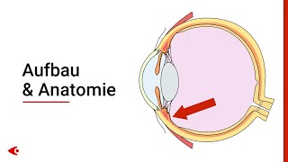 Das Auge  Aufbau und Anatomie [upl. by Georgianne]