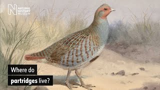 Where do partridges live  Natural History Museum [upl. by Brunhilda]