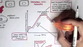 Microbiology  Bacteria Growth Reproduction Classification [upl. by Noived]