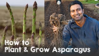 How to Plant and Grow Asparagus from Asparagus Crowns [upl. by Oicirbaf]