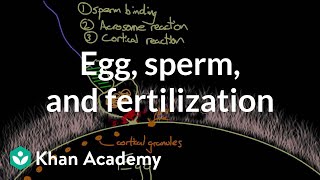 Egg sperm and fertilization  Behavior  MCAT  Khan Academy [upl. by Giorgi]