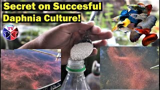 How to Culture Daphnia Successfully [upl. by Alel]