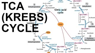 TCACitric Acid Krebs Cycle [upl. by Knute]