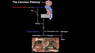 Direct Fibrinolysis The Plasmin Pathway [upl. by Eppillihp473]