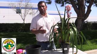 How to trim and Maintain Cymbidium Orchids [upl. by Scrivens]