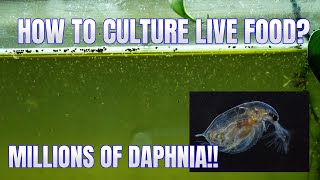 How to Culture Daphnia Secret Method to Breed MILLIONS  Simply Aquatic [upl. by Lehplar]