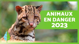 ANIMAUX EN VOIE DE DISPARITION 2023 🐧⚠️ Top 10 [upl. by Naujud]