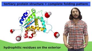 Protein Structure [upl. by Eednac]