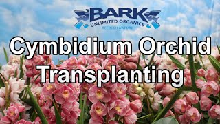 Cymbidium Orchid Transplanting [upl. by Annabela]