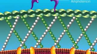 The Role of Amphotericin [upl. by Yesor292]