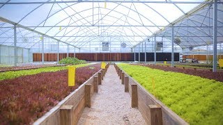 Tour an AQUAPONICS FARM in Texas 🐟  🌿 🤠 Sustainable Harvesters [upl. by Nbi793]