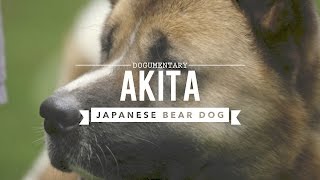 AKITA THE JAPANESE BEAR DOG [upl. by Iene]