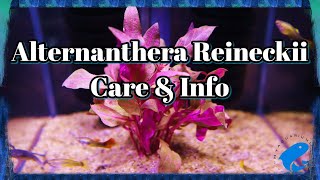 Alternanthera Reineckii Care amp Info Guide [upl. by Petrie73]