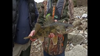 Bank Fishing for Huge Trophy Sauger [upl. by Ilagam282]