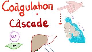 The Coagulation Cascade  Intrinsic amp Extrinsic Most COMPREHENSIVE Explanation  Hematology [upl. by Namharludba246]