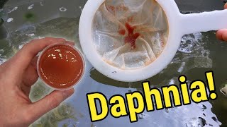 How I Culture Daphnia In Outdoor Tubs [upl. by Ahseka]