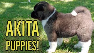 Akita Puppies  The Akita Life [upl. by Ahseret]