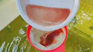 How to culture daphnia  Daphnia culture  How to grow daphnia outdoor [upl. by Anirbas330]