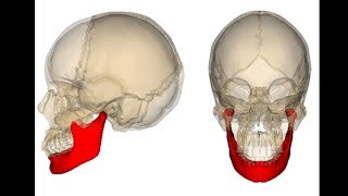 maxilar inferior o mandíbula [upl. by Willman]