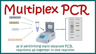 Multiplex PCR [upl. by Llenrrad]