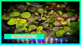 LOBELIA CARDINALIS  AQUARIUM PLANT CARE GUIDE [upl. by Lenna]