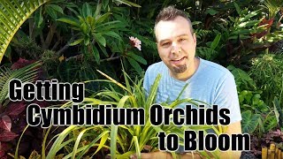 Getting Cymbidium Orchids to Bloom [upl. by Aire743]