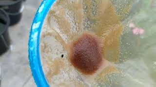 How to culture daphnia moina in a small container Part 1 English Subtitle [upl. by Aikahc]