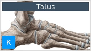 Talus Bone Anatomy and Innervation  Human Anatomy  Kenhub [upl. by Tunnell]