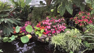 “Into the Weeds” Aquatic Plants  The Barefooted Gardener [upl. by Ahs]