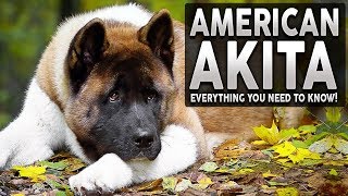 AKITA 101 Everything You Need To Know About The AMERICAN AKITA [upl. by Ajim889]