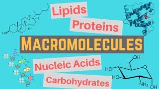 Macromolecules  Classes and Functions [upl. by Attenyl]