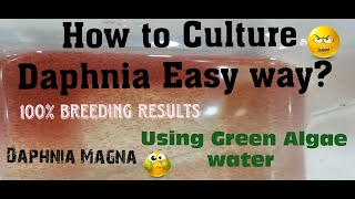 Daphnia MagnaHow to Culture Daphnia Easy wayCulturing Daphnia using Green water Daphnia [upl. by Zacherie]