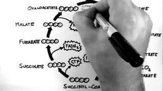 Cellular Respiration 3  TCA Cycle Krebs Cycle [upl. by Hgielrebmik961]