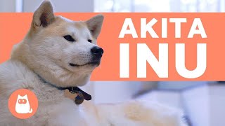 AKITA INU  Characteristics Behavior and Care [upl. by Merri]