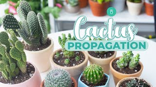 HOW TO PROPAGATE CACTUS EASY amp FAST [upl. by Adnocahs]