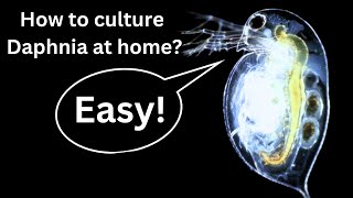 BEST Live Fish Food Beginner guide How to Culture Daphnia at home [upl. by Del]