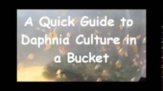 How to culture daphnia outside [upl. by Eatton]