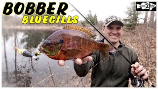 Bobber Fishing Spring Bluegill From the Bank [upl. by Ydok790]