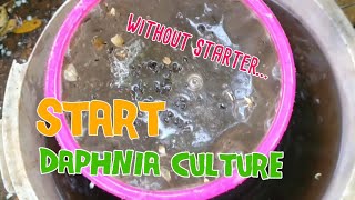 How to culture daphnia moina the easy way 1  Starting the Daphnia culture [upl. by Arleta431]