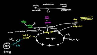 Basics of Metabolism [upl. by Akkahs]