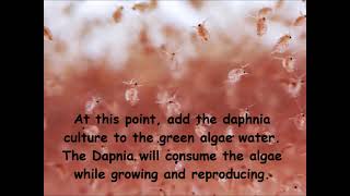 Daphnia  How to grow daphnia in your home [upl. by Haggai133]